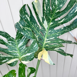 特大モンステラ＊イエローモンスター＊特大株＊斑入りモンステラ＊観葉植物 4枚目の画像