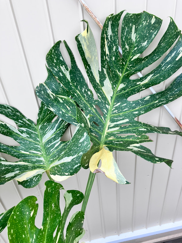 特大モンステラ＊イエローモンスター＊特大株＊斑入りモンステラ＊観葉植物 4枚目の画像