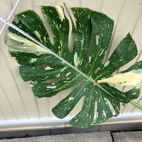 特大モンステラ＊イエローモンスター＊特大株＊斑入りモンステラ＊観葉