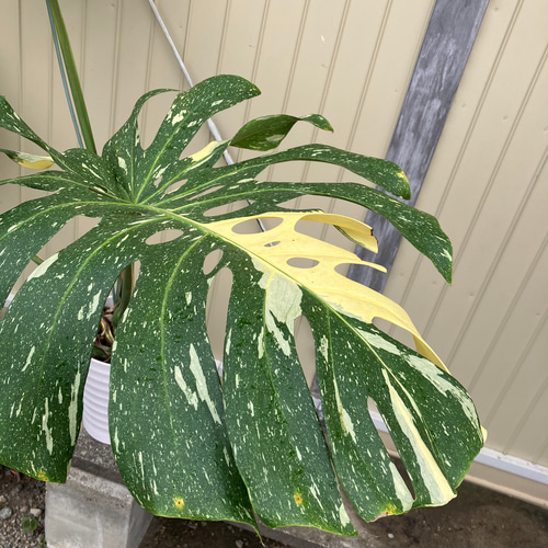特大モンステラ＊イエローモンスター＊特大株＊斑入りモンステラ＊観葉