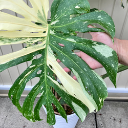特大モンステラ＊イエローモンスター＊特大株＊斑入りモンステラ＊観葉植物 3枚目の画像