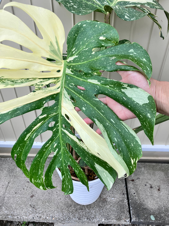 特大モンステラ＊イエローモンスター＊特大株＊斑入りモンステラ＊観葉植物 3枚目の画像