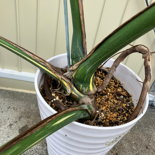 特大モンステラ＊イエローモンスター＊特大株＊斑入りモンステラ＊観葉