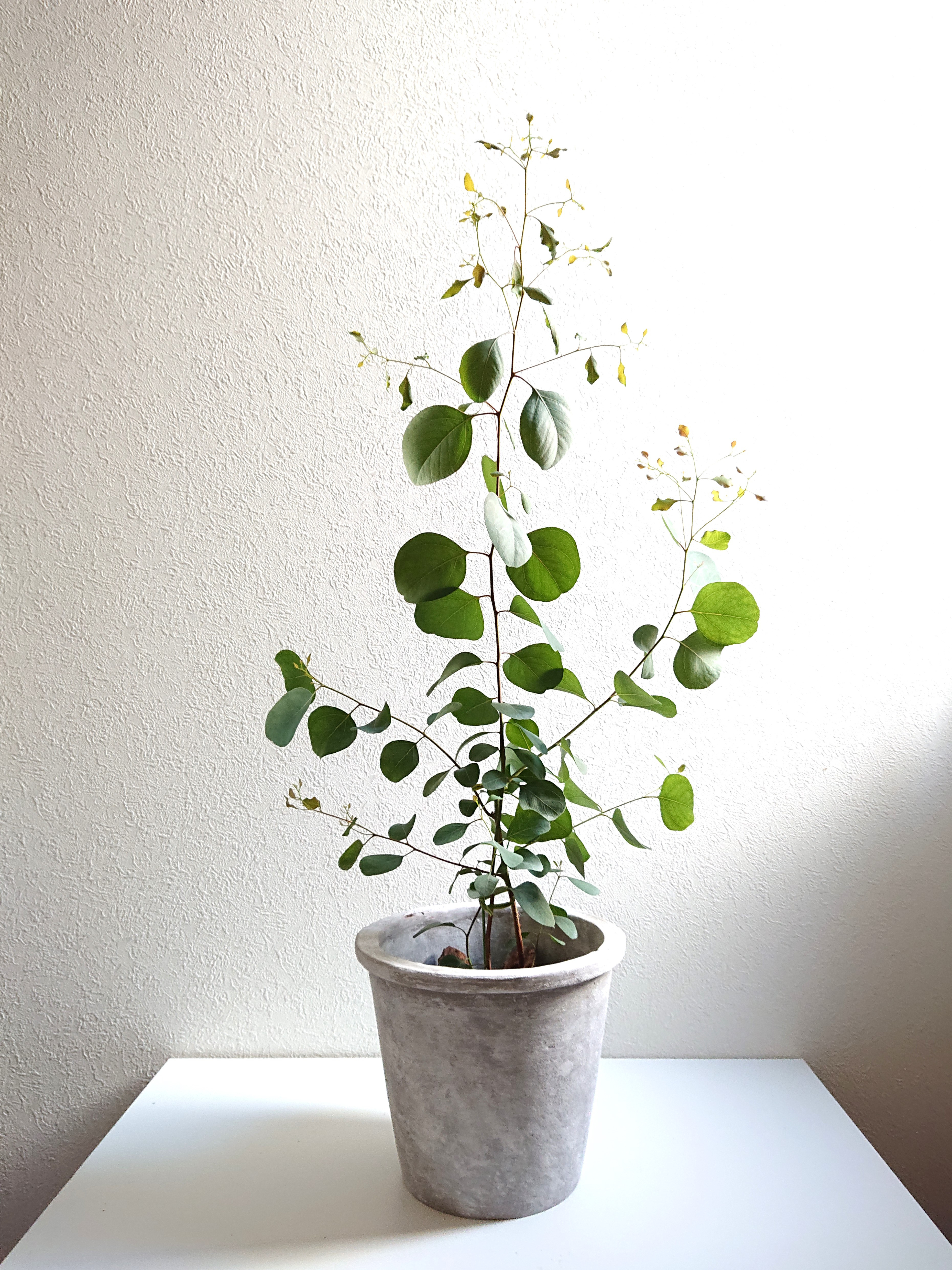観葉植物 柱サボテン 8号 アートストーン ラウンド グレー 付き