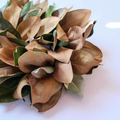 マグノリアリース＊タイサンボクリース＊ドライフラワーリース リース