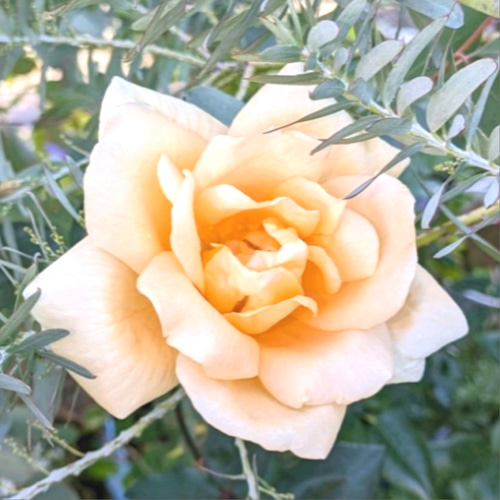 音叉 ローズクォーツ クリスタルチューナー 水晶 ヒーリング 浄化 楽天市場】【楽天ランキング1位入賞】クリスタルチューナー 音叉