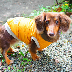 犬服　あったか★中綿キルティングのアノラック　イエロー 5枚目の画像