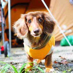 犬服　あったか★中綿キルティングのアノラック　イエロー 9枚目の画像