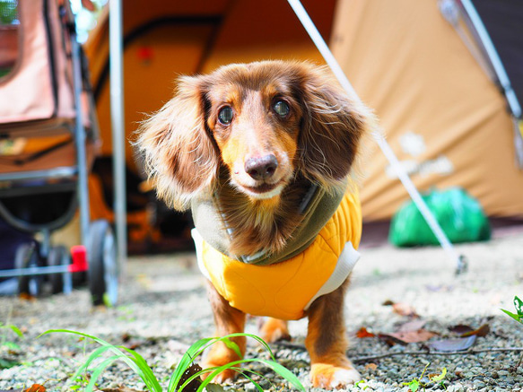 犬服　あったか★中綿キルティングのアノラック　イエロー 9枚目の画像