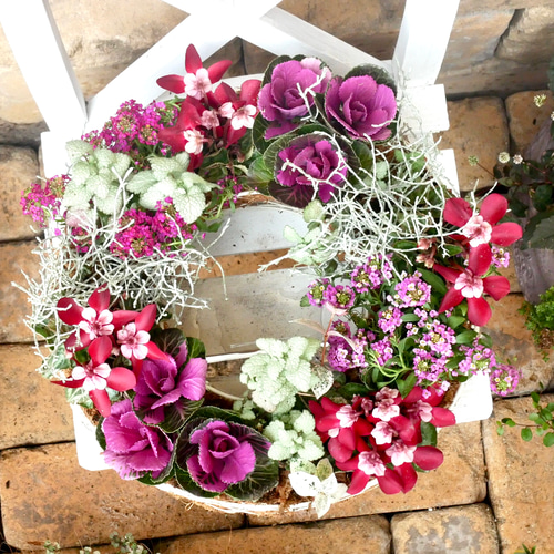 ボルドーカラーのシクラメンジックス アリッサム プラチーナの寄せ植え