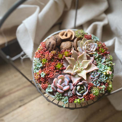 多肉植物　寄せ植え　2段 多肉の二段寄せ植えの記録🍀｜🍀GreenSnap（グリーンスナップ）