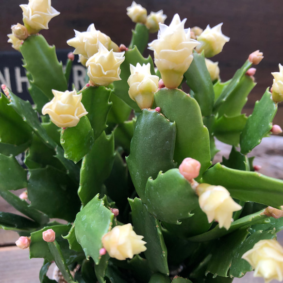 ホワイトローズ♡デンマークカクタス♡バラ咲き♡多肉植物 1枚目の画像