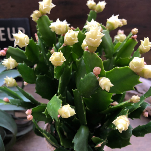 ホワイトローズ♡デンマークカクタス♡バラ咲き♡多肉植物 7枚目の画像