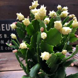 ホワイトローズ♡デンマークカクタス♡バラ咲き♡多肉植物 11枚目の画像