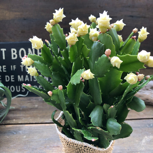 ホワイトローズ♡デンマークカクタス♡バラ咲き♡多肉植物 アート