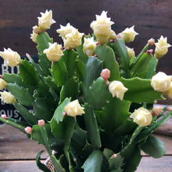 ホワイトローズ♡デンマークカクタス♡バラ咲き♡多肉植物 16枚目の画像