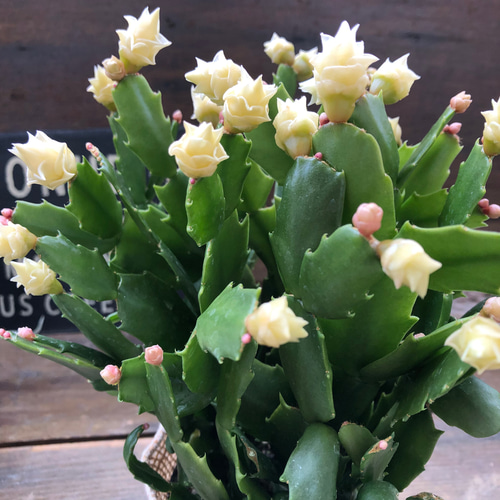 ホワイトローズ♡デンマークカクタス♡バラ咲き♡多肉植物 アート
