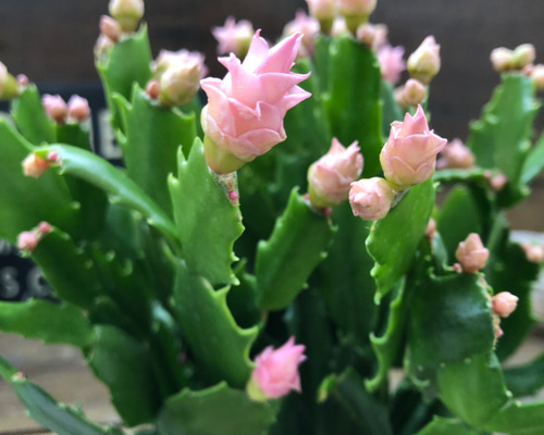 e591976fc976dc5c3220d2e6f43559