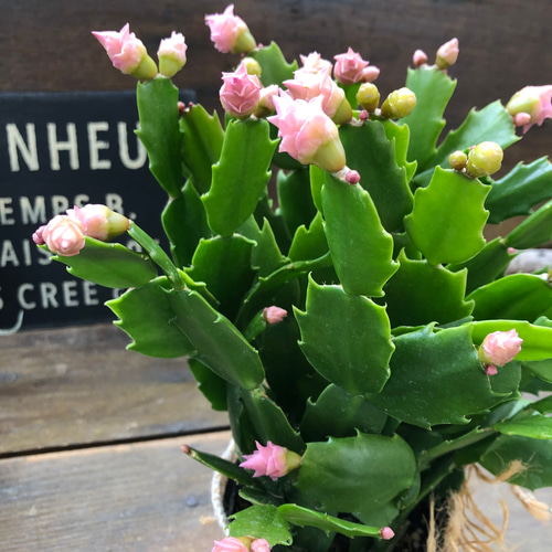 mihomiho デンマークカクタス 薔薇咲き ピンク系 E 　発根済み mihomiho デンマークカクタス 薔薇咲き ピンク系 E 発根済み Amazon.co