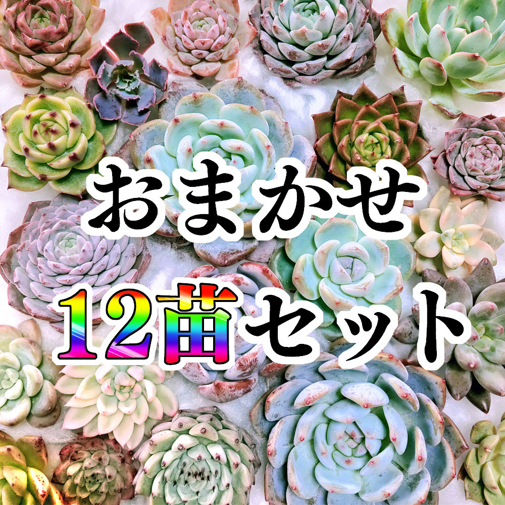 & 第2巻 セット 第1巻 多肉植物写真集