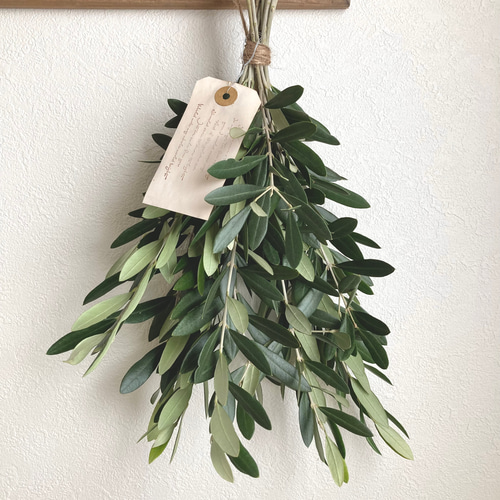 オリーブの枝のスワッグ フレッシュ スワッグ Eucalyptus 通販