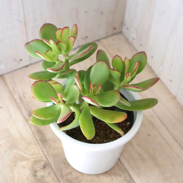 花月♡金のなる木♡多肉植物♡４寸鉢♡ 13枚目の画像