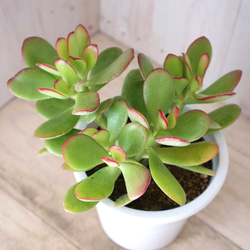 花月♡金のなる木♡多肉植物♡４寸鉢♡ 15枚目の画像