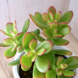 花月♡金のなる木♡多肉植物♡４寸鉢♡ 10枚目の画像