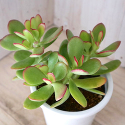 花月♡金のなる木♡多肉植物♡４寸鉢♡ 11枚目の画像