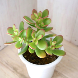 花月♡金のなる木♡多肉植物♡４寸鉢♡ 7枚目の画像