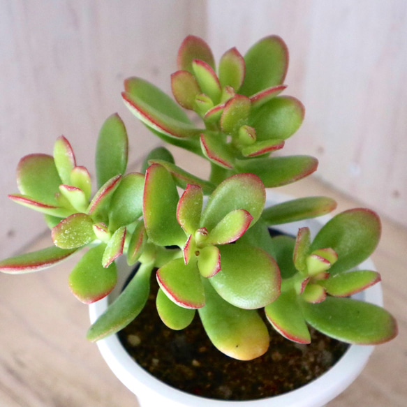 花月♡金のなる木♡多肉植物♡４寸鉢♡ 6枚目の画像