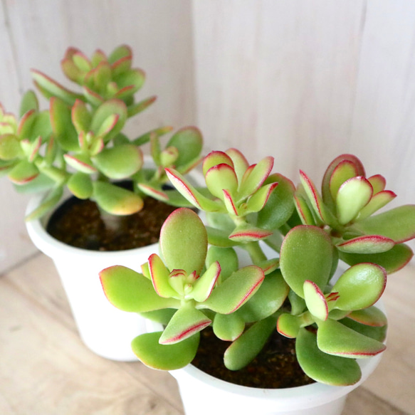 花月♡金のなる木♡多肉植物♡４寸鉢♡ 1枚目の画像