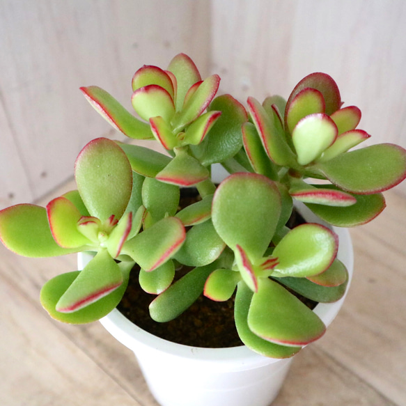 花月♡金のなる木♡多肉植物♡４寸鉢♡ 2枚目の画像