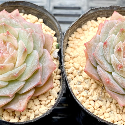 キャンディハート 韓国苗 エケベリア 多肉植物 多肉植物 プクニク 通販