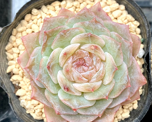 キャンディハート 韓国苗 エケベリア 多肉植物 多肉植物