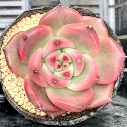 ブラッドロメオ 多肉植物 エケベリア 韓国苗