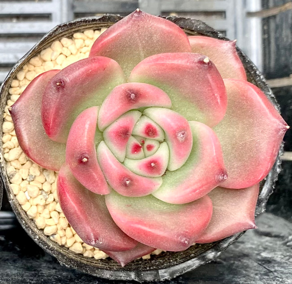 ブラッドロメオ 多肉植物 エケベリア 韓国苗