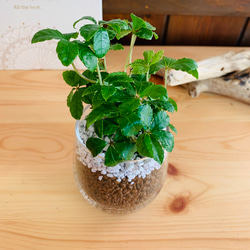 【新作】シュガーバイン　ハイドロカルチャー ラウンドグラス　観葉植物　インテリア 2枚目の画像