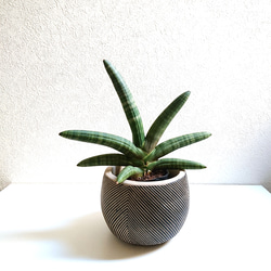 ●空気浄化植物●新作● レア　大きめ ”サンスベリア ボンセレンシス  coco鉢/受け皿セット（セメント製）”観葉植物 1枚目の画像