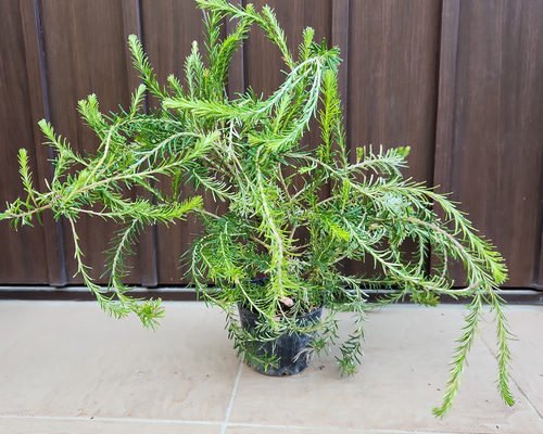 c0928bed74a4c7b49020c4d6f84b5e