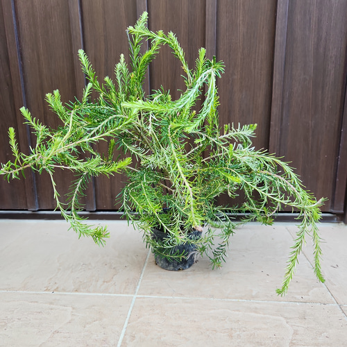 ヒースバンクシア 鉢植え 苗 苗木 オージープランツ ドライガーデン