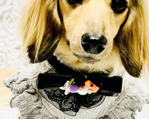 【☆専用☆】ハロウィチョーカー　140本 送料無料】 No.5848 ペット用チョーカー ハロウィン ※セミ