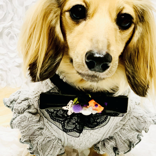 送料無料】 No.5848 ペット用チョーカー ハロウィン ※セミ