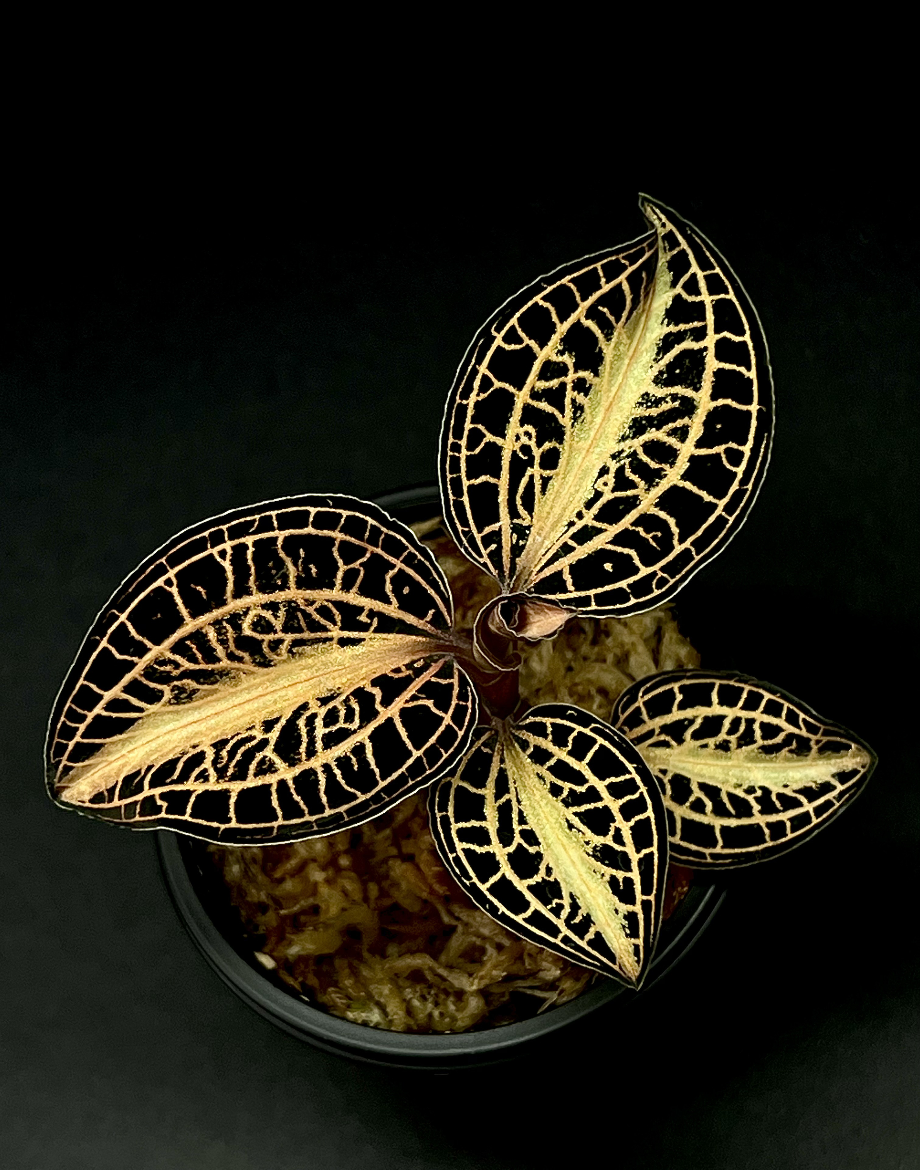【観葉植物】ジュエルオーキッド 宝石蘭【アネクトキルス アルボリネアータス’ノック’】
