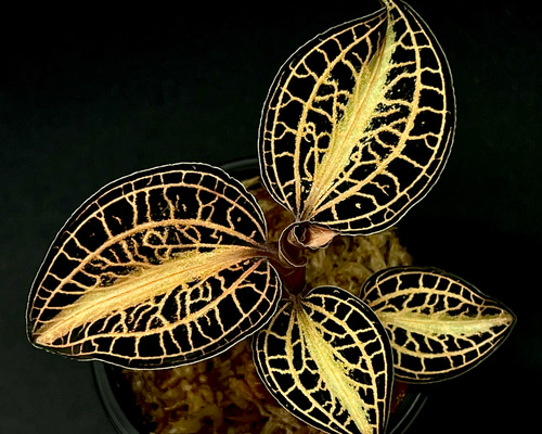 観葉植物】ジュエルオーキッド 宝石蘭【アネクトキルス アルボ