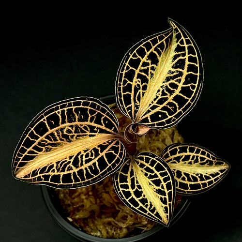 観葉植物】ジュエルオーキッド 宝石蘭【アネクトキルス アルボ