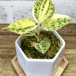 【現品限り】【観葉植物】ジュエルオーキッド 宝石蘭【マコデス ぺトラ 斑入り】【高品質ミズゴケ入り】 1枚目の画像