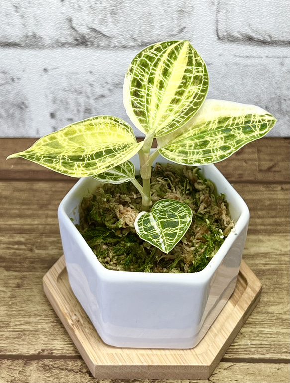 【現品限り】【観葉植物】ジュエルオーキッド 宝石蘭【マコデス ぺトラ 斑入り】【高品質ミズゴケ入り】 1枚目の画像