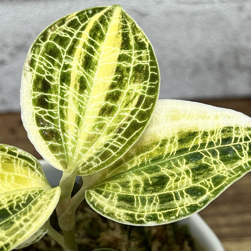 現品限り】【観葉植物】ジュエルオーキッド 宝石蘭【マコデス ぺ