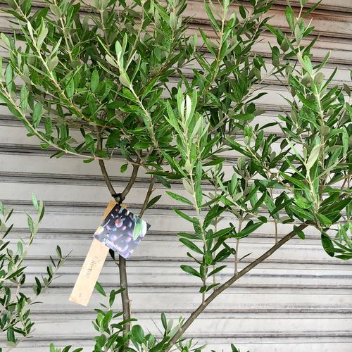 実がなる 2品種接木 オリーブの木 Oli-me（オリーミー） ネバディロ  